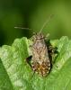 Stictopleurus punctatonervosus
